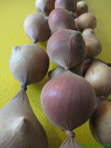 Cómo cultivar cebolla de forma ecológica y no morir en el intento cebollas_pantys2
