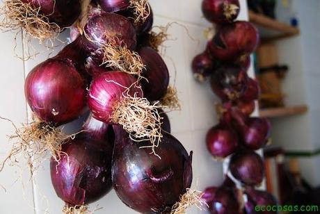 Cómo cultivar cebolla de forma ecológica y no morir en el intento trenzado-cebollas-01