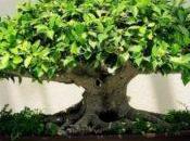 Cómo Hacer crecer Propio Bonsai partir Semilla