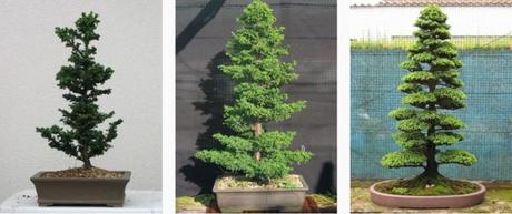 Cómo Hacer crecer tu Propio Bonsai a partir de una Semilla