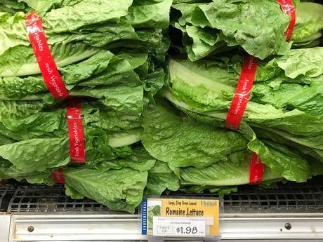 XXX TDL 004 ROMAINE LETTUCE.JPG A DES HTH EE. UU. CA