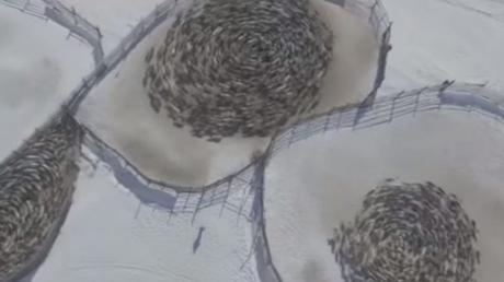 Renos se mueven en círculos en extraña formación en Rusia (Vídeo)