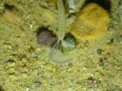 Descubrimos nueva especie cuevas Andalucía