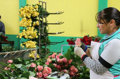 PRODUCE EDOMÉX MÁS DE 111 MILLONES DE TALLOS DE ROSA PARA DÍA DE LA MADRE