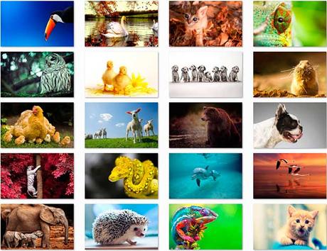 100 Animal HD Wallpapers Preview 04 by Saltaalavista Blog