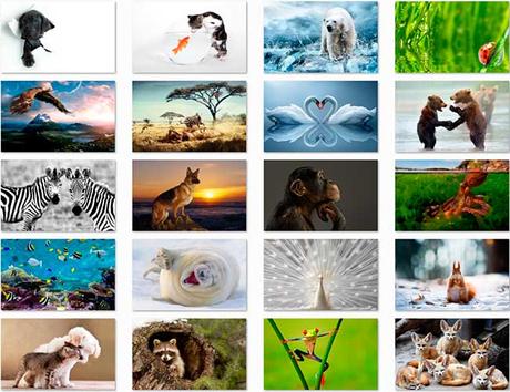 100 Animal HD Wallpapers Preview 02 by Saltaalavista Blog