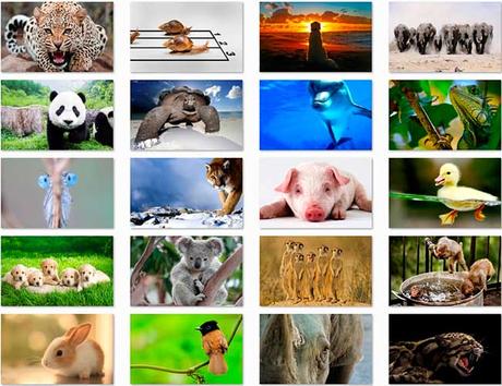 100 Animal HD Wallpapers Preview 03 by Saltaalavista Blog