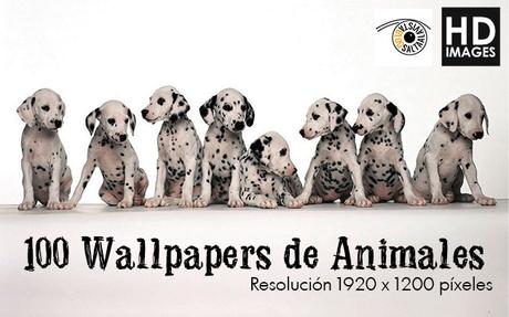 100 Wallpapers HD de Animales - Paperblog