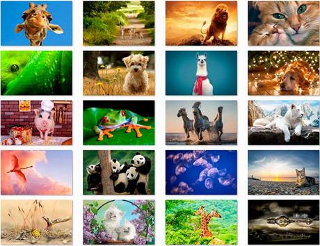 100 Animal HD Wallpapers Preview 01 by Saltaalavista Blog