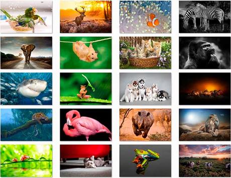 100 Animal HD Wallpapers Preview 05 by Saltaalavista Blog