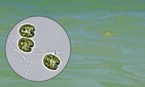 Científicos hallan un «virus gigante» en la costa de Hawaii virus