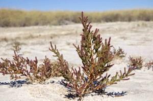 Laguna del Altillo Chica. LILLO