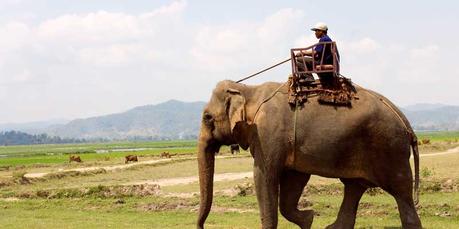 Domador de elefantes en Vietnam