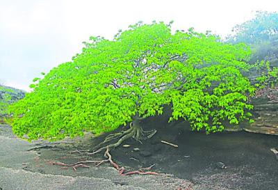 Manzanilla de la muerte: el árbol más peligroso del mundo.