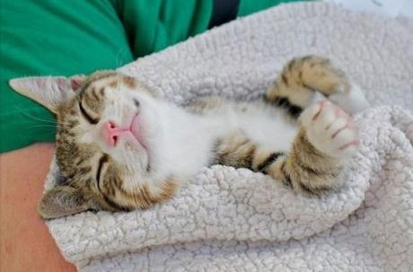 Lo Que Tu Gato Quiere Expresar. Lenguaje No Verbal Felino