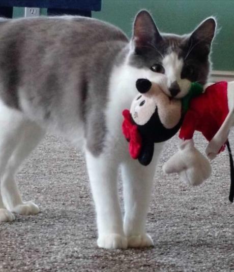 Lo Que Tu Gato Quiere Expresar. Lenguaje No Verbal Felino