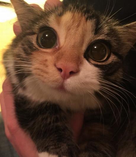 Lo Que Tu Gato Quiere Expresar. Lenguaje No Verbal Felino