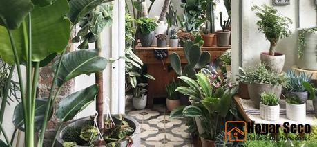 las plantas y la humedad