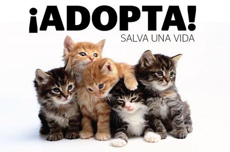 10 RAZONES PARA ADOPTAR UN GATO QUE CAMBIE NUESTRAS VIDAS... CONSEJOS DE GATOS Y MUCHO MAS EN EL LIBRO GORDO DE LA VIDA