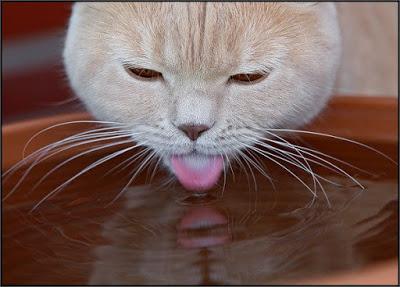 por que no debemos ponerle el agua cerca a la comida del gato... gatos en el libro gordo de la vida