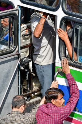 En el transporte es importante todo el espacio. La cabra bajo el asiento. Fotografia_Viaje_India_Orchha