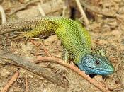 Lagarto verdinegro, primer registro personal