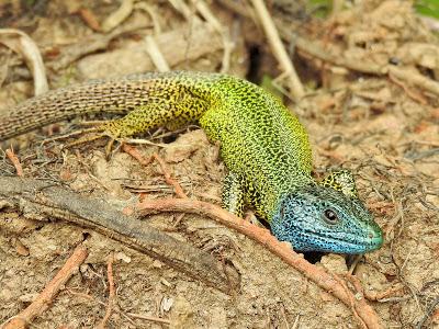 Lagarto verdinegro, primer registro personal