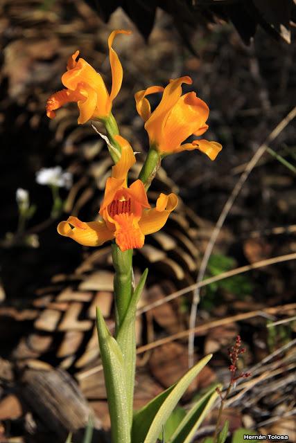 Orquídea dorada (Chloraea alpina)