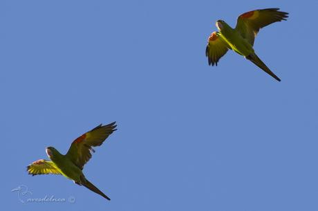 Calancate ala roja (White-eyed parakeet) Psittacara leucopthalmus