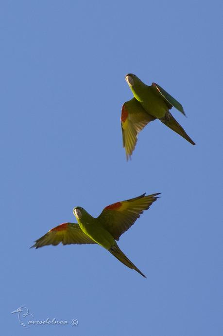 Calancate ala roja (White-eyed parakeet) Psittacara leucopthalmus