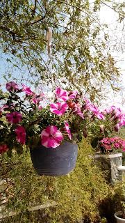 YA LLEGA LA PRIMAVERA AL JARDÍN.... YA LLEGA LA PRIMAVERA AL JARDÍN....