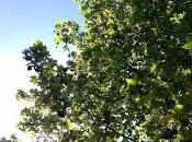 Azul verde