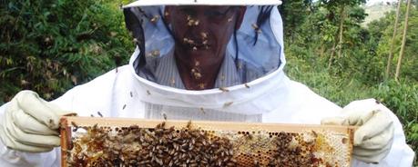 apiculura