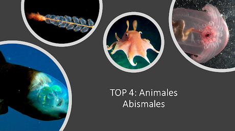Top 4 : Fauna Abismal