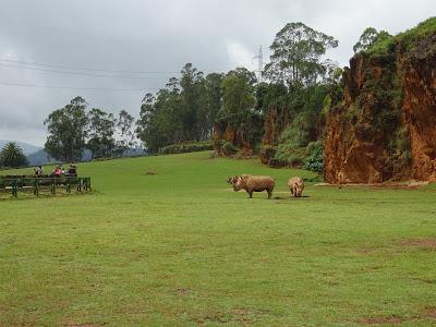 Rinocerontes Parque de la Naturaleza de Cabárceno, Santander