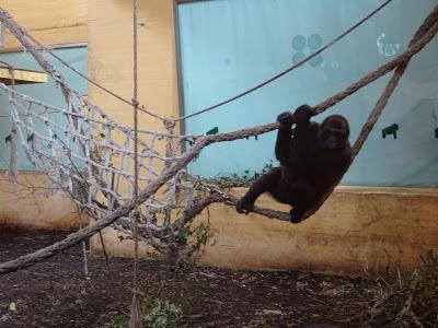 Gorilas Parque de la Naturaleza de Cabárceno, Santander
