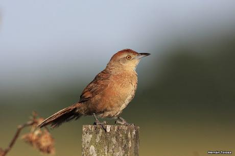 Espinero al descubierto