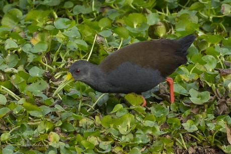 Gallineta negruzca (Blackish Rail) Pardirallus nigricans