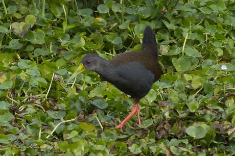 Gallineta negruzca (Blackish Rail) Pardirallus nigricans