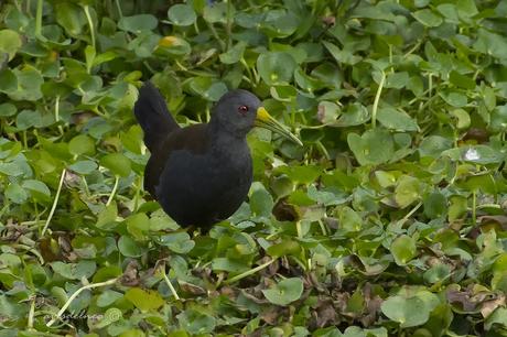 Gallineta negruzca (Blackish Rail) Pardirallus nigricans
