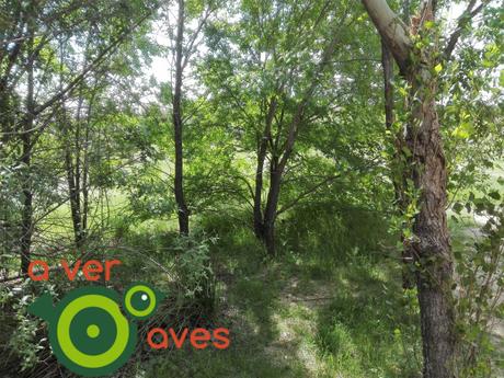 El bosque urbano comunitario de árboles, aves y personas