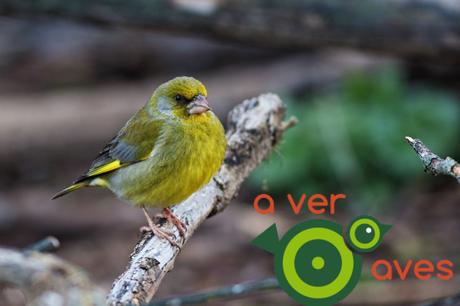 El bosque urbano comunitario de árboles, aves y personas