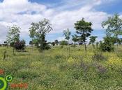 bosque urbano comunitario árboles, aves personas