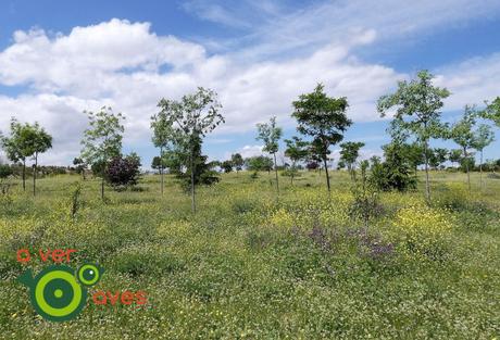 El bosque urbano comunitario de árboles, aves y personas