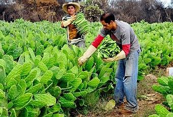 Nopal Cactus, Beneficios Medicinales - Paperblog