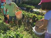 mejor lugar Madrid para recolectar fresas: Finca Monjarama