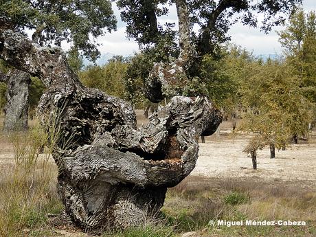 Ruta entre Encinas y Alcornoques: De Torralba a Velada