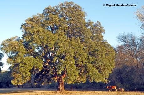 Ruta entre Encinas y Alcornoques: De Torralba a Velada