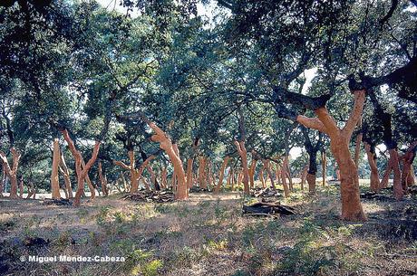 Ruta entre Encinas y Alcornoques: De Torralba a Velada