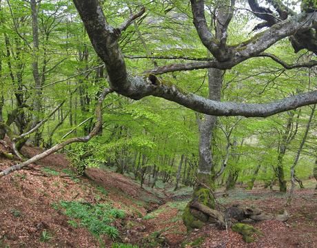 PEÑA TROMEU DESDE VILLANUEVA